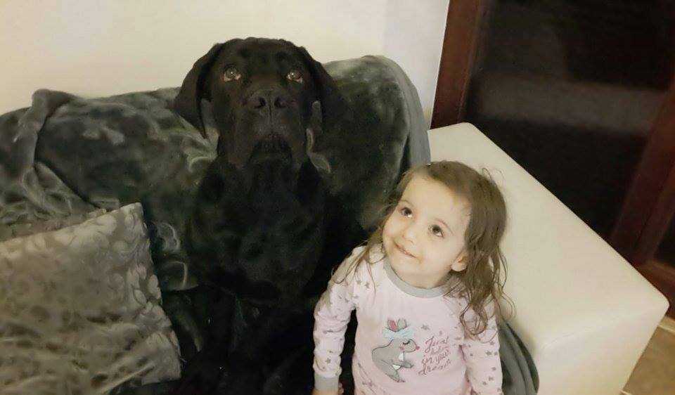 Maciejka Cane Corso rośnie jak na drożdżach